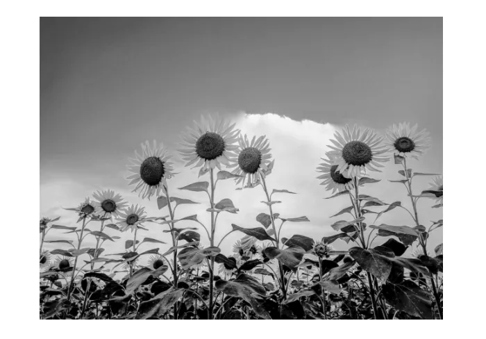 グレースケール変換3